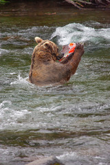 Grizzly bear fishing for salmon at Brooks Falls, Katmai NP, Alaska