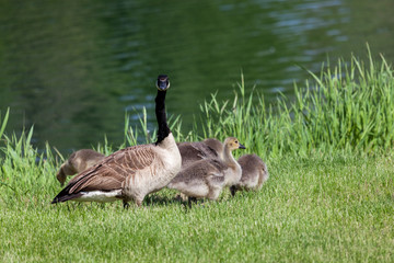 Protective Mama Goose