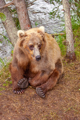 Obraz premium Grizzly bear resting at Brooks Falls, Katmai NP, Alaska