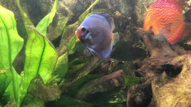 Soziales Verhalten der Diskusfische im Aquarium