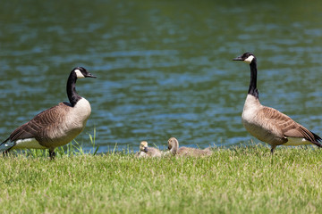 Obraz premium Goose Family by a Pond