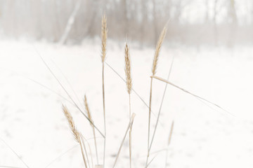 Wheat-like grass seedheads in snowy forest with white vignette