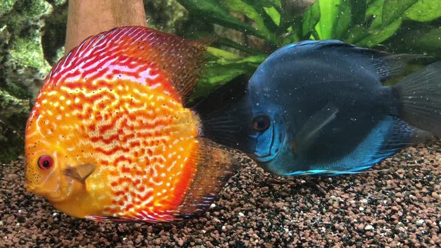Soziales Verhalten der Diskusfische im Aquarium