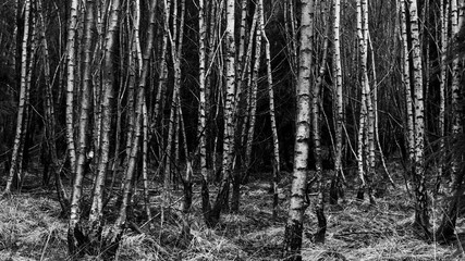 Young silver birch trees in black and white