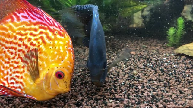 Soziales Verhalten der Diskusfische im Aquarium
