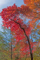 Intense Red Leaves  in the Fall