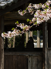 Cherry blossoms at a Buddhist temple in Japan