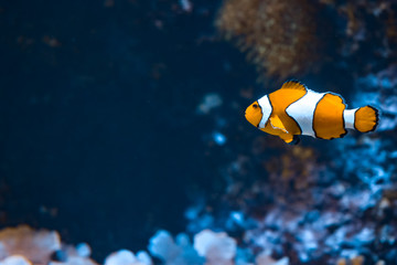Fototapeta na wymiar Clown fish and rocks in marine aquarium. Reef fish swimming