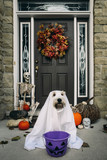 Dog wearing costume while sitting against house during Halloween