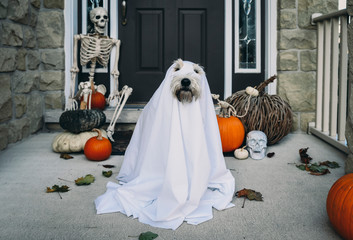 Dog wearing costume while sitting against house during Halloween