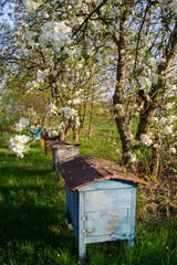stare ule w kwitnącym sadzie © Piotr Szpakowski