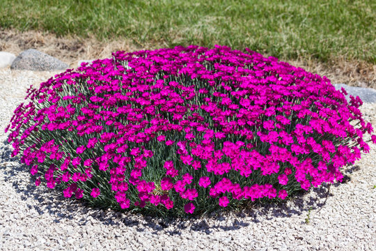 Bright Pink Dianthus Flowers