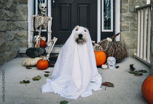 Dog wearing costume while sitting against house during Halloween