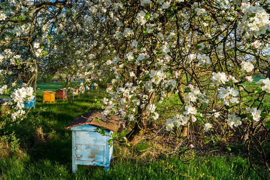 stare ule w kwitnącym sadzie
