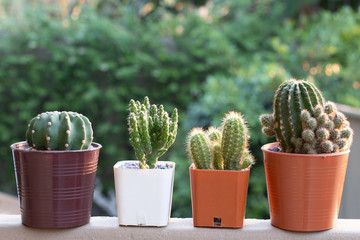 Cactus in  pot