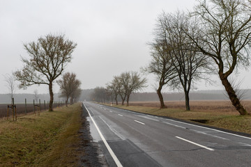 Fototapeta premium Droga asfaltowa w mglistej atmosferze. Droga i małe drzewa na poboczu drogi. Sezon zimowy.