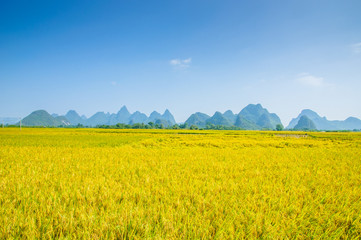 Rice fields and mountain scenery in autumn 
