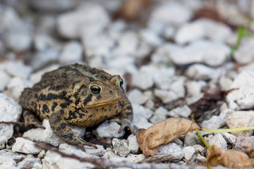 American Toad Sitting in Gravel