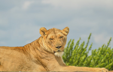 Closeup of a beautiful young brown African Lioness sitting idle during a safari in a nature reserve in South Africa
