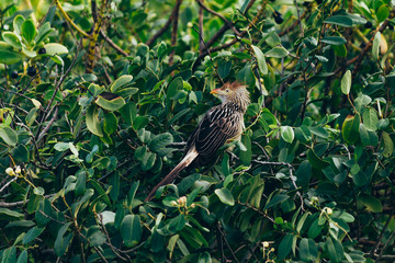 Guira guira or guira cuckoo. South american bird.