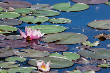 Pink Water Lily Bloom