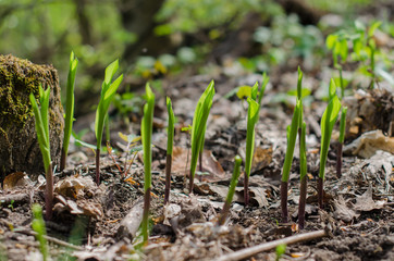 sprouting lilies of the valley in the forest in early spring
