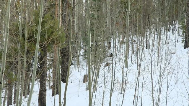 Cold snow blowing in Aspen winter forest