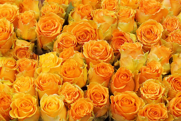 Surface of yellow beautiful roses. Beauty orange roses background. Background of roses. Screensaver, postcard