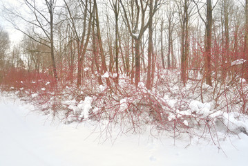 Deciduous forest at winter.