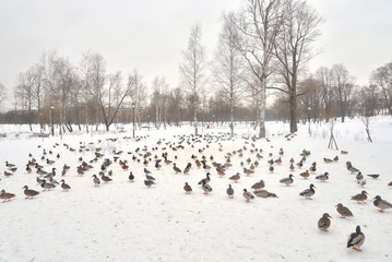 Wild ducks on snow.