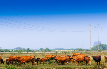 Cows in field