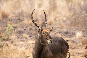 Naklejka na ściany i meble Male waterbuck close-up with large horns.