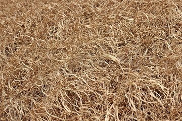 겨울냇가주변 풀