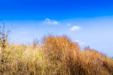 Field of grass and blue sky in autumn