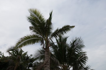 The palm tree against the sky