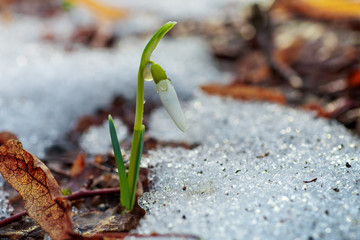 Galanthus, snowdrop three flowers against the background of trees.