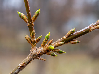 first forsythia buds at the end of winter