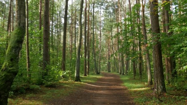 Steadicam shot thru green forest. Stabilized video of summer walk in forrest. Blurry image.