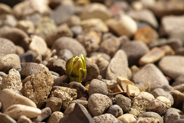 石の間から福寿草