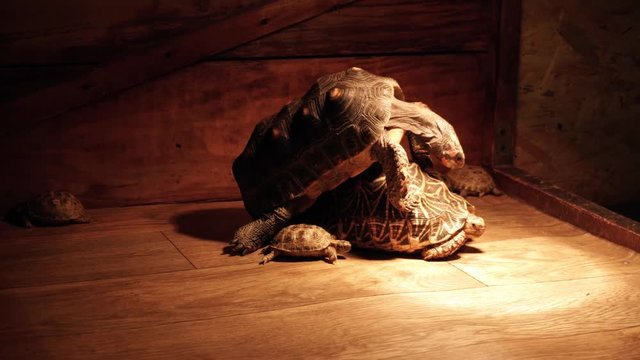 Red-footed Tortoise and indian star tortoise. Turtles Mating.
