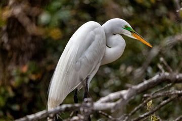 Great Egret perched in a tree