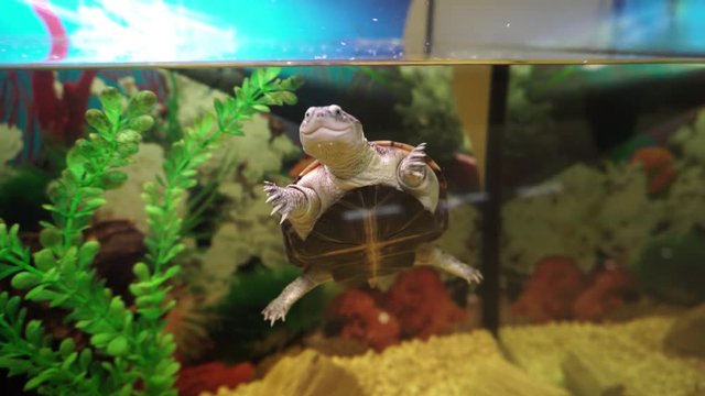 Cute little turtle swims in aquarium.