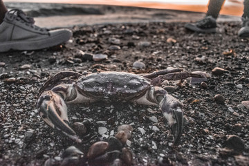 CANGREJO PLAYA
