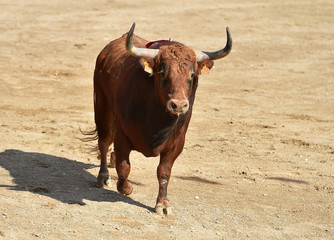 bull in spain