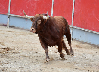 angry bull in spain