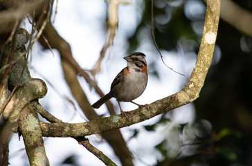 Sparrow on a branch