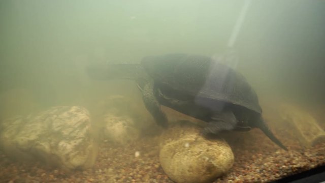 European pond turtle in terrarium (Emys orbicularis).