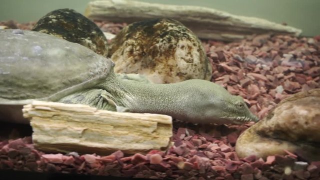 Chinese softshell turtle trionyx.