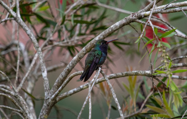 Green hummingbird on a branch