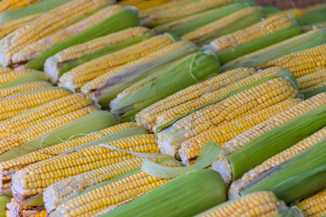 Fototapeta na wymiar Corn